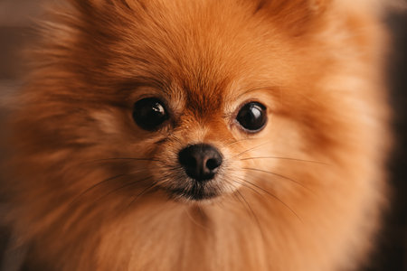 Spitz small red purebred beautiful fluffy dogの写真素材