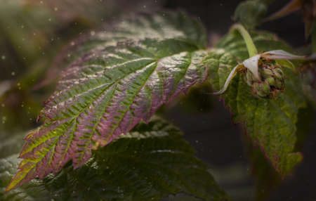Large raspberry leaves and a green raspberry berry