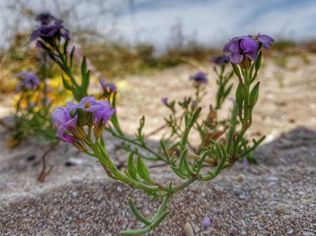 Lilac flowers on a sandy beach. High quality photoの写真素材