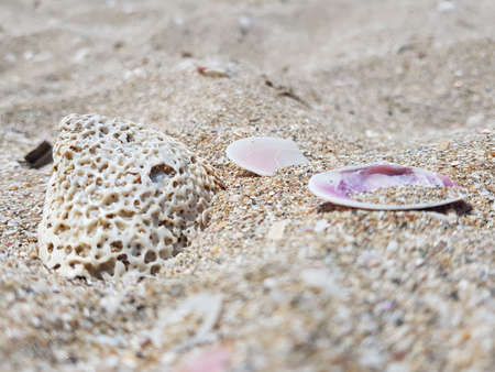 Rocks and shells on a sandy beach. High quality photo