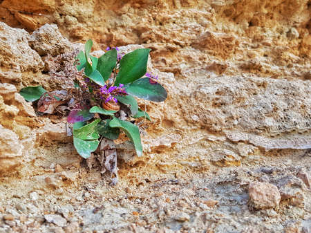 Crimea. Lilac flowers on rocks. High quality photoの写真素材