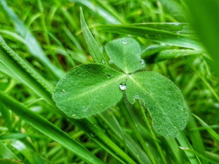 Green grass with dew dropsの写真素材