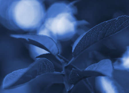 Unusual leaves on a background of sparkling bokehの写真素材