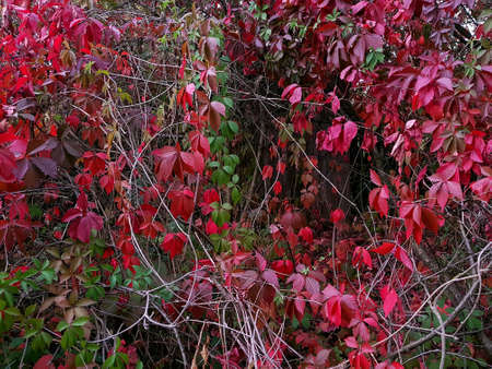 Red leaves of wild grapes grow along the fenceの写真素材