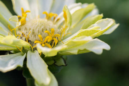 Light yellow flower close-up on a green backgroundの写真素材