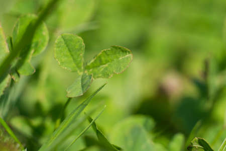 Green grass of a summer fieldの写真素材