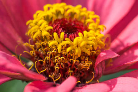Bright flower close-up. Yellow middle and pink petals. High quality photoの写真素材