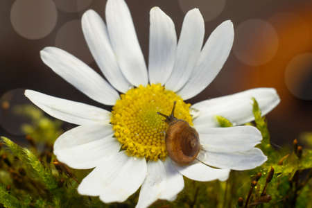 A small snail crawls on a Daisy. High quality photoの写真素材