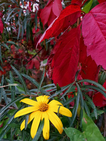 Yellow flower on a background of red leaves of wild grapesの写真素材
