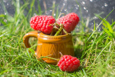 Juicy raspberries lie in a mug on green grassの写真素材