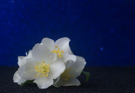 White Jasmine flowers on a blue background