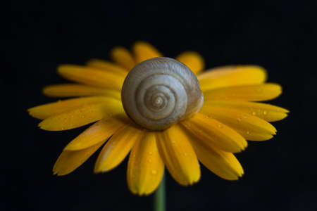 A snail sits on a yellow flower. Black background. High quality photoの写真素材