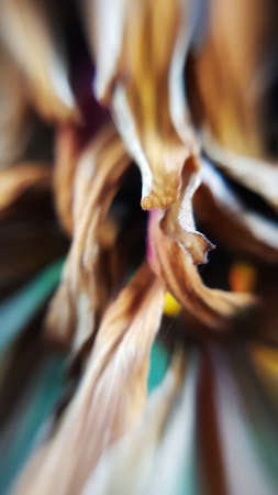 Abstraction. Dry flower petals are intertwined. High quality photoの写真素材