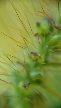 Abstraction. Green flower stamens close-up.