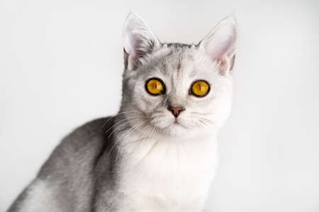 Scottish straight-eared silver chinchilla cat with amber yellow eyes on a white background, close-up view of the cameraの写真素材