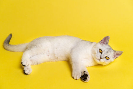 Scottish cat straight-eared color silver chinchilla with amber-yellow eyes lies on a yellow background and looks into the camera, a place for textの写真素材