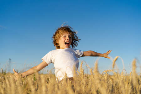 Little boy in rye field, runs and jumps happy baby, summer on a sunny day.の写真素材