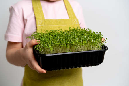 A child holds a micro-green seedling in his hands. the concept of healthy nutrition and crop productionの写真素材