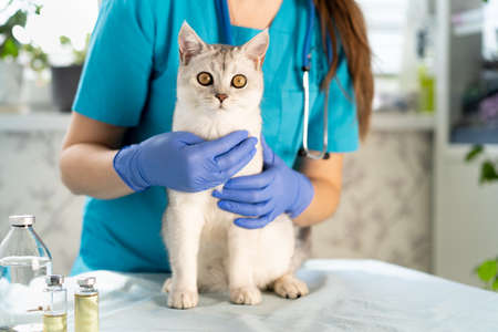The veterinarian examines the cat. the kitten is at the veterinarian. Inspection of pets and vaccination. Animal clinicの写真素材