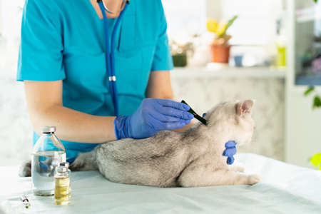 The veterinarian examines the cat and drips protection against ticks on the withers. the kitten is at the veterinarian. Inspection of pets and vaccination. Animal clinicの写真素材