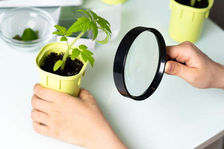 tomato sprout and hands with a magnifying glass close-up, study of the environment and plants, the day of the earthの写真素材