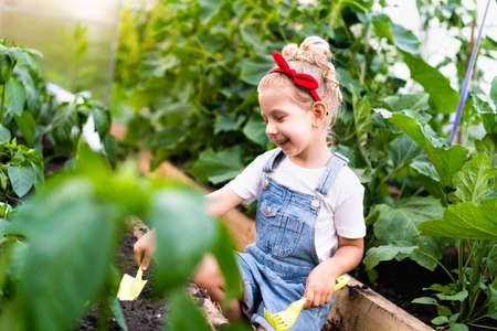 a little blonde girl in a greenhouse with a shoulder blade and a rake takes care of plants, the concept of gardeningの写真素材