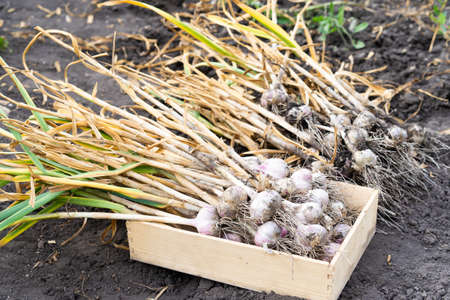 garlic crop close-up, background foodの写真素材