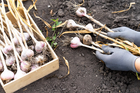 garlic harvesting close-up of gloved hands, gardening vegetablesの写真素材