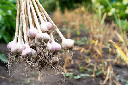 garlic harvesting close-up of gloved hands, gardening vegetablesの写真素材