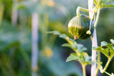 young ripening watermelon growing in a greenhouse in limboの写真素材