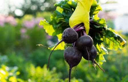 beet harvest in the hands of the farmer, gardening and agriculture, environmentally friendly products dug out of the gardenの写真素材