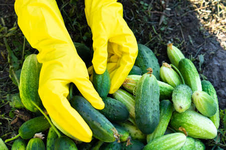 farmers hands harvest cucumbers in yellow gloves, gardening cucumbersの写真素材