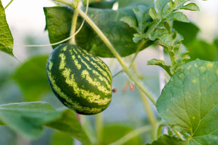 young ripening watermelon growing in a greenhouse in limboの写真素材