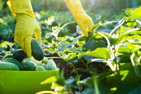 farmers hands harvest cucumbers in yellow gloves, gardening cucumbersの写真素材