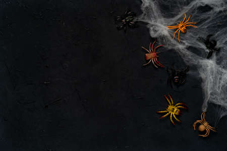 spider web with spiders on a black background, Halloween, top view, copy spaceの写真素材