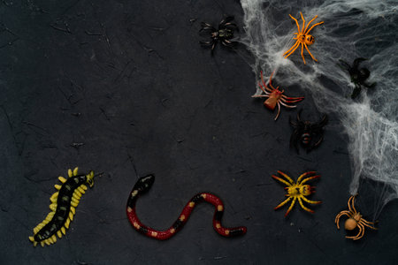 spider web with spiders on a black background, Halloween, top view, copy spaceの写真素材