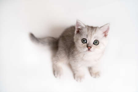 white and gray kitten on a white background, isolated, top viewの写真素材