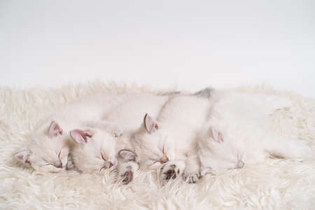 four cute fluffy white kittens are sleeping next to each other on a light blanketの写真素材