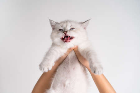 a small white kitten meows in his hands on a light background, day catの写真素材