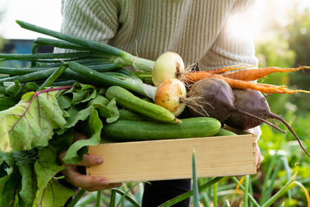 a young woman holding a wooden box of vegetables, gardening, harvesting by a farmerの写真素材
