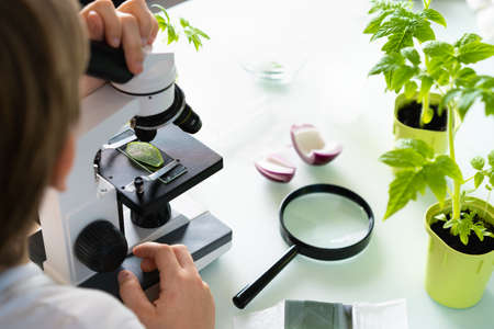 close-up microscope and plant study, increasing and studying nature