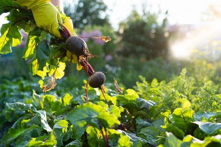 beet harvest in the hands of the farmer, gardening and agriculture, environmentally friendly products dug out of the gardenの写真素材