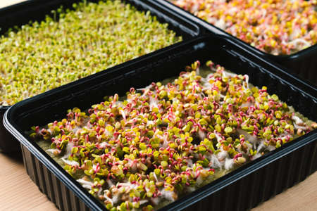microgreens, sprouted seeds of red radish and arugula, the process of growth of home greeneryの写真素材
