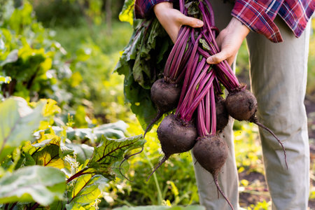 Beet harvest in the hands of a farmer, autumn harvest in the garden.