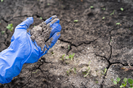 a woman's hand sprinkles ash on a small arugula sprout, crop protection from pests and fertilizer...