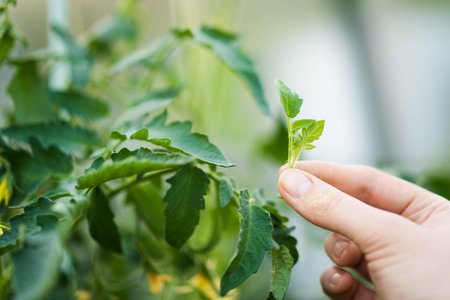 Close-up of tomatoes in the greenhouse, removal of stepchildren for a good harvest.