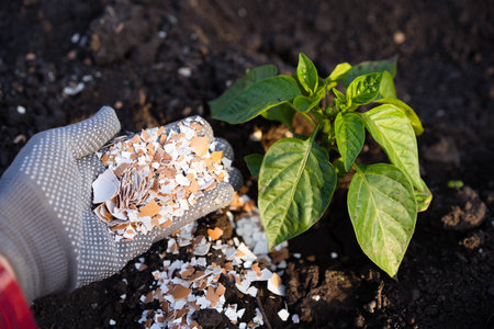 eggshell fertilizer for pepper in the garden, root dressing, plant protection from pests.