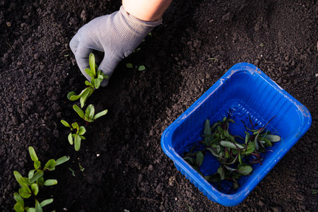 thinning of sprouts, pulling out and caring of beet seedlings.