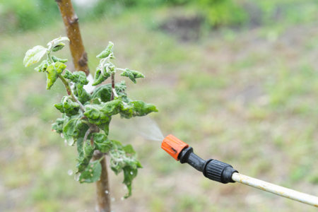 Aphids on fruit trees, pests in the garden.