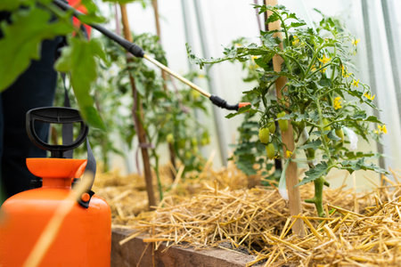 treatment of tomato plants from harmful precipitation in the form of dew and from pests and gray rot, wireworm and Colorado potato beetle, plant protection with a sprayer.の写真素材